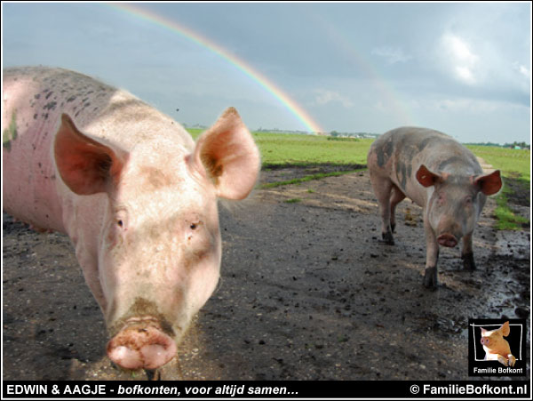 https://bfknt.nl/aagje-en-edwin-voor-altijd-samen.jpg