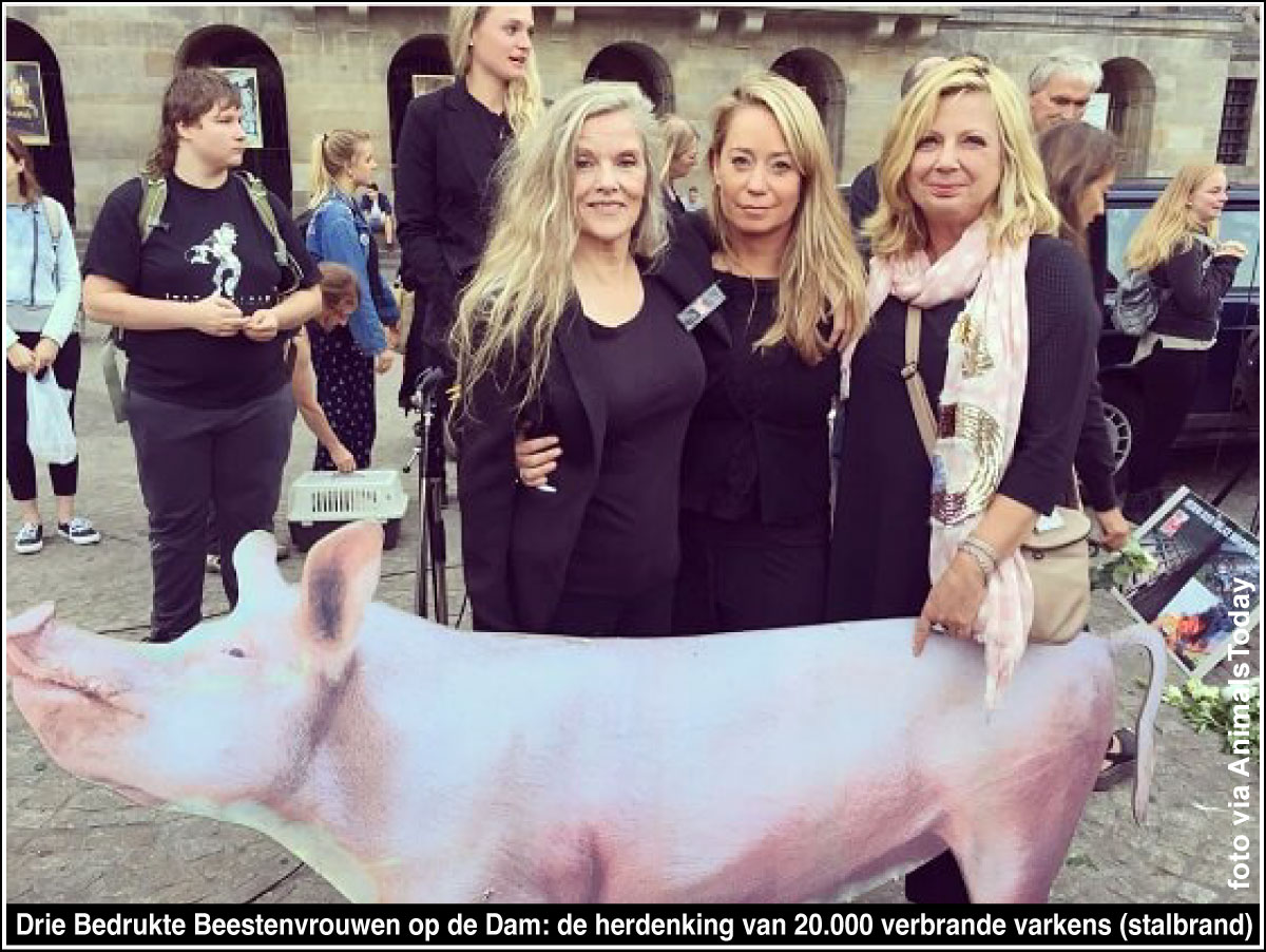 Cuddlewellranch | De knuffel ranch met schattige doodles en varkentjes, image size:1200x902