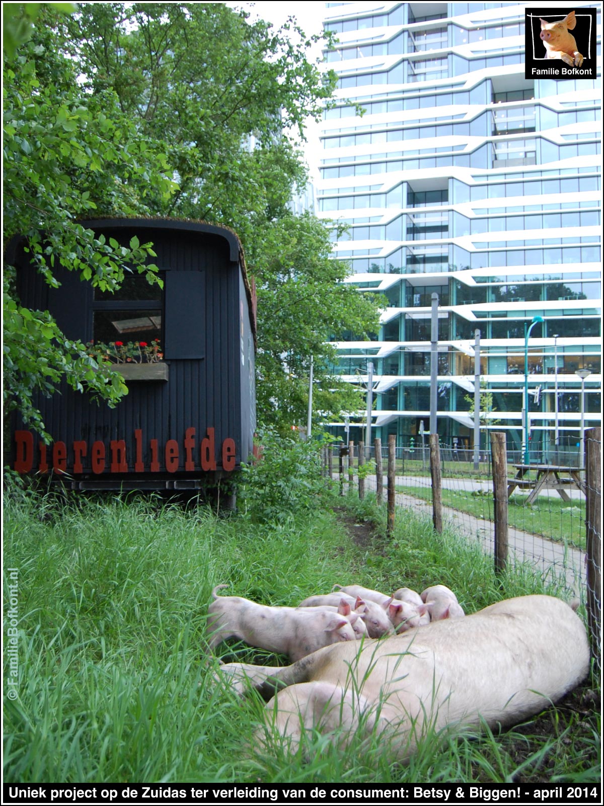 https://bfknt.nl/betsy-en-biggen-uniek-varkens-project-op-de-zuidas-ter-verleiding-van-de-consument-het-beloofde-varkensland.jpg