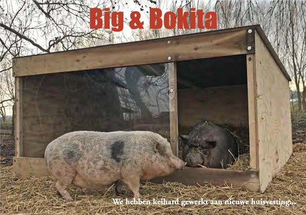 https://bfknt.nl/big-en-bokita-voor-hun-nieuwe-huisje.jpg 