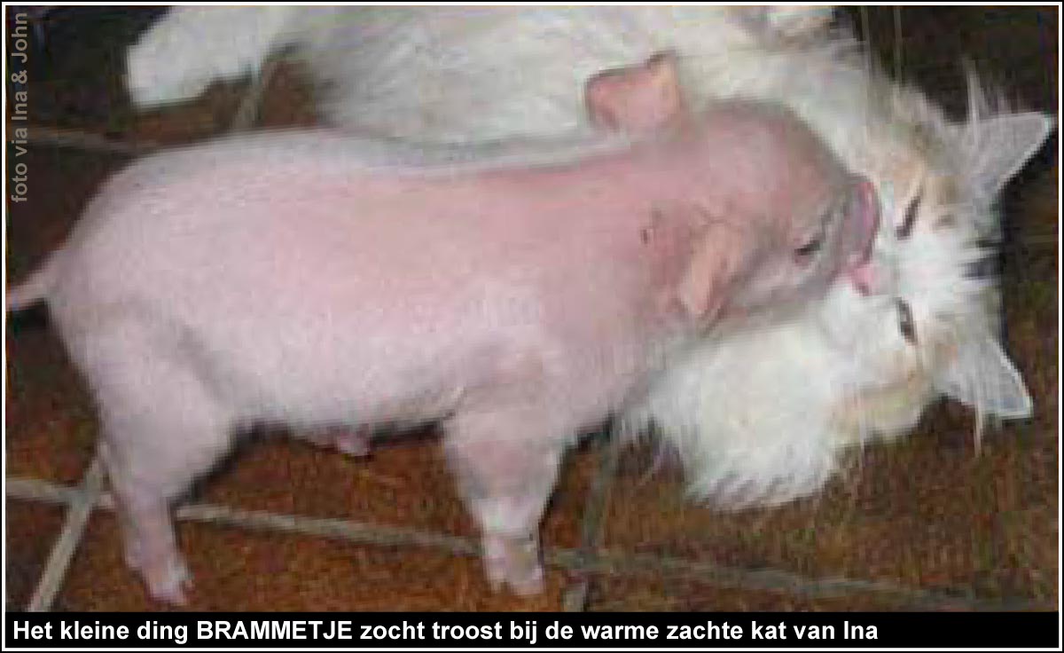 https://bfknt.nl/biggetje-brammetje-met-de-kat-van-ina-familie-bofkont.jpg