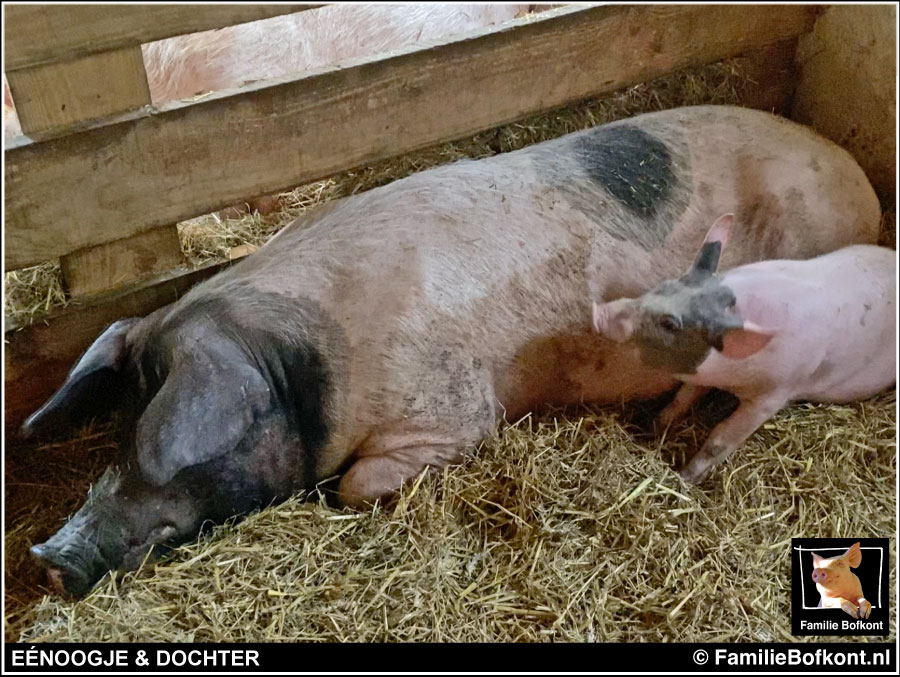 https://bfknt.nl/biggetje-dochter-samen-met-moeder-varken-eenoogje.jpg