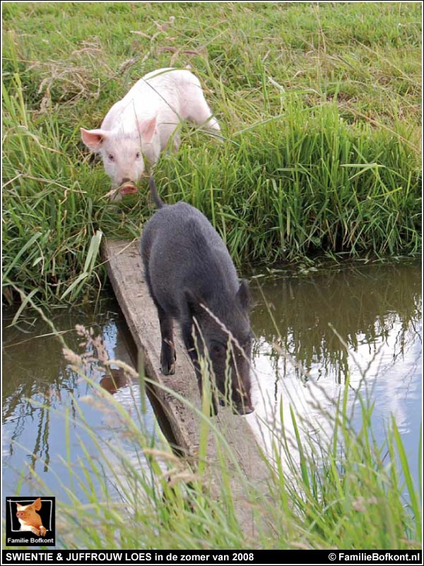 https://bfknt.nl/biggetjes-juffrouw-loes-en-swientie-maken-polder-onveilig-familie-bofkont.jpg