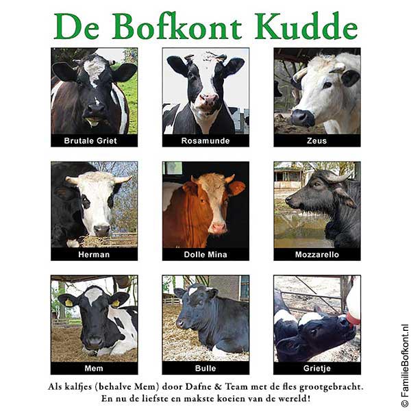 De Bofkontkudde - Als kalfjes (behalve Mem) door Dafne & Team met de fles grootgebracht. En nu de liefste en makste koeien van de wereld!