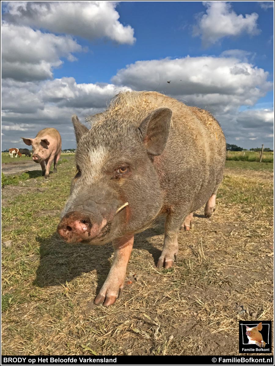 https://bfknt.nl/brody-op-het-beloofde-varkensland.jpg