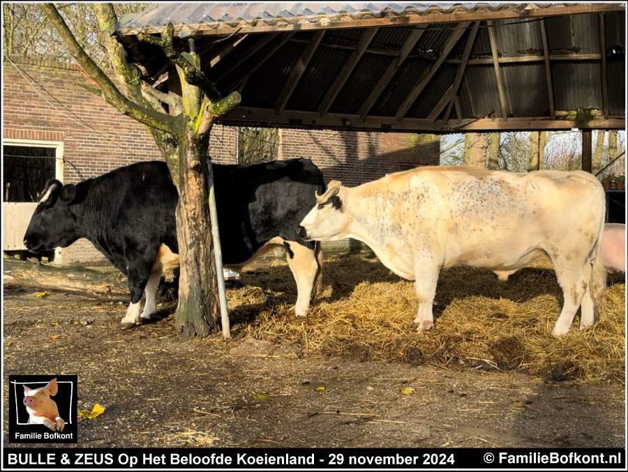 BULLE & ZEUS Op Het Beloofde Koeienland - 29 november 2024 
