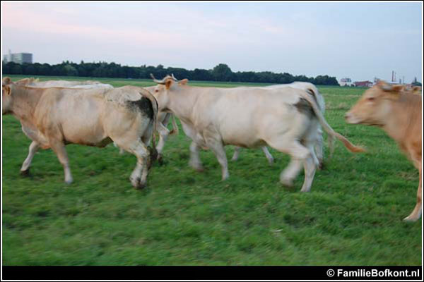 https://bfknt.nl/daar-kwamen-ze-aangedraafd.jpg