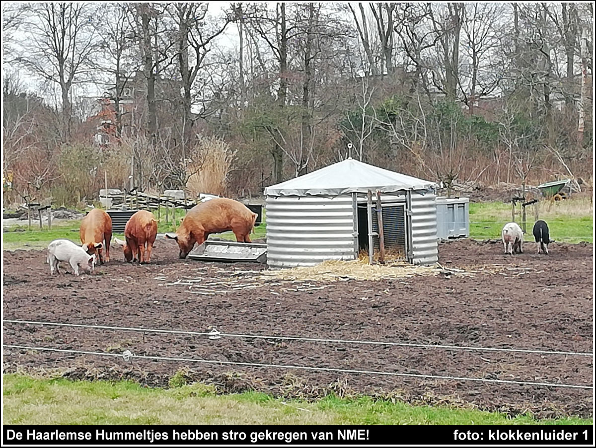 https://bfknt.nl/de-haarlemse-hummeltjes-hebben-stro-gekregen-van-nme.jpg