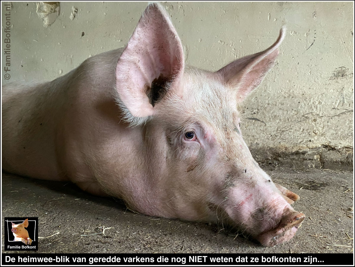 https://bfknt.nl/de-heimwee-blik-van-geredde-varkens-die-nog-niet-weten-dat-ze-bofkonten-zijn.jpg