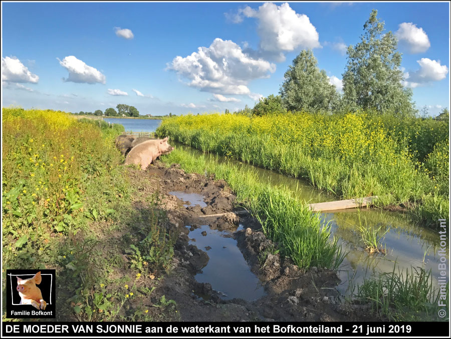 https://bfknt.nl/de-moeder-van-sjonnie-aan-de-waterkant-bofkonteiland.jpg