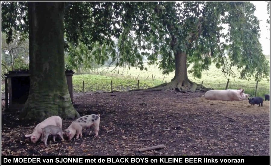 https://bfknt.nl/de-moeder-van-sjonnie-met-biggetje-kleine-beer-en-black-boys-voortuin.jpg