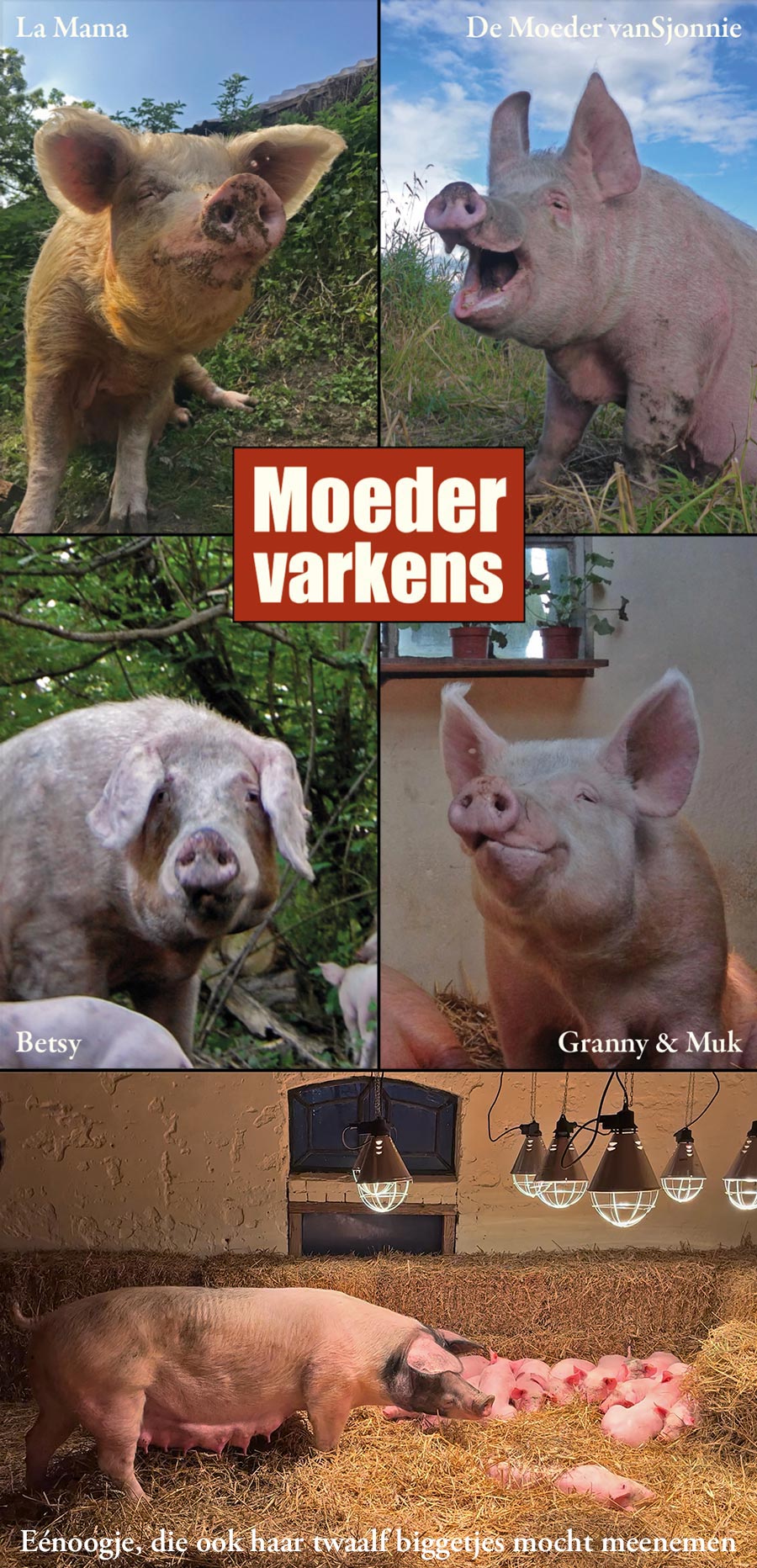 https://bfknt.nl/de-moedervarkens-van-familie-bofkont.jpg