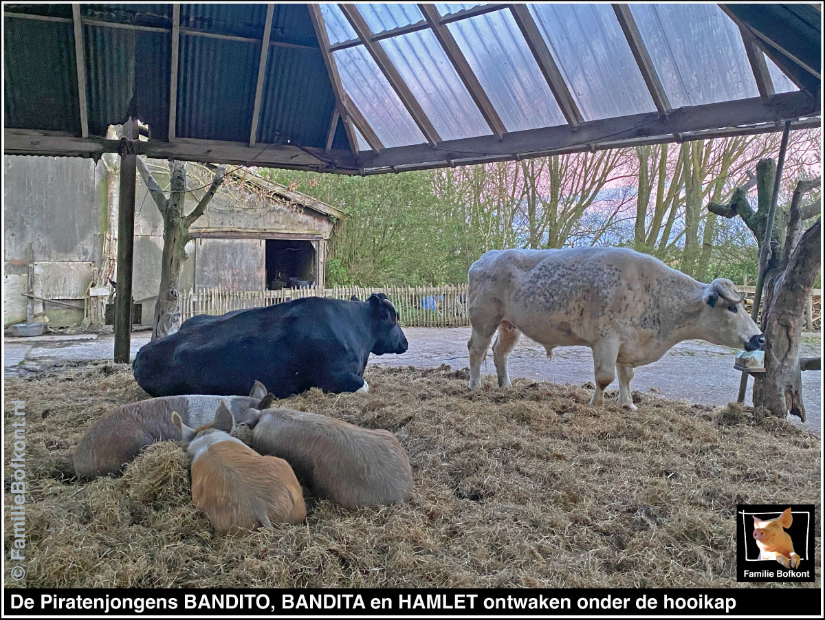 https://bfknt.nl/de-piratenjongens-varkens-bandito-bandita-hamlet-ontwaken-onder-de-hooikap-familie-bofkont.jpg