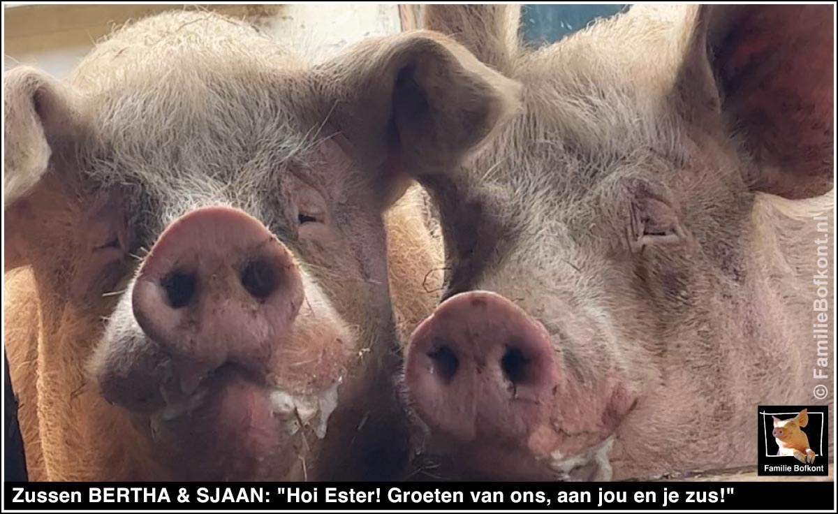 https://bfknt.nl/de-varkens-zussen-bertha-en-sjaan-boodschap-voor-esther-familie-bofkont.jpg