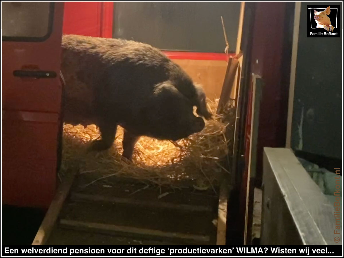 Een welverdiend pensioen voor dit deftige ‘productievarken’ WILMA? Wisten wij veel...