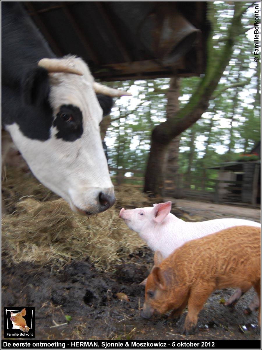 De eerste ontmoeting - HERMAN, Sjonnie & Moszkowicz - 5 oktober 2012