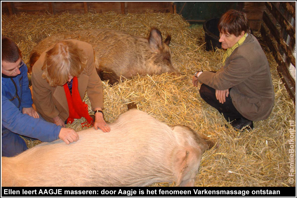 https://bfknt.nl/ellen-leert-varken-aagje-masseren-op-het-beloofde-varkensland-copyright-familie-bofkont.jpg