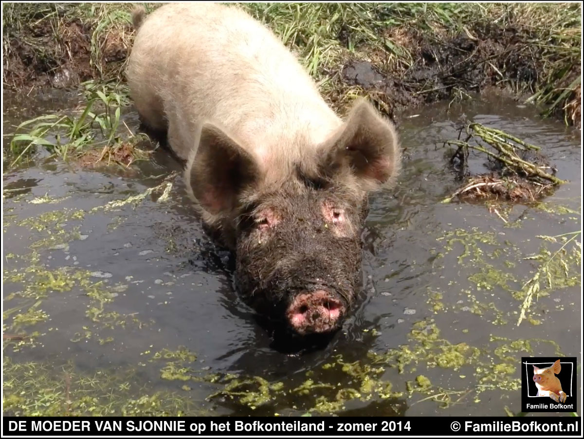 DE MOEDER VAN SJONNIE op het Bofkonteiland - zomer 2014