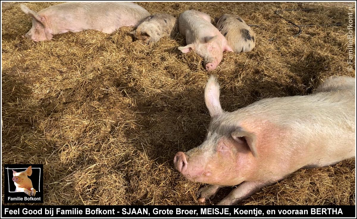 https://bfknt.nl/familie-bofkont-feel-good-family-varkens-sjaan-grote-broer-meisje-koentje-dikke-bertha.jpg