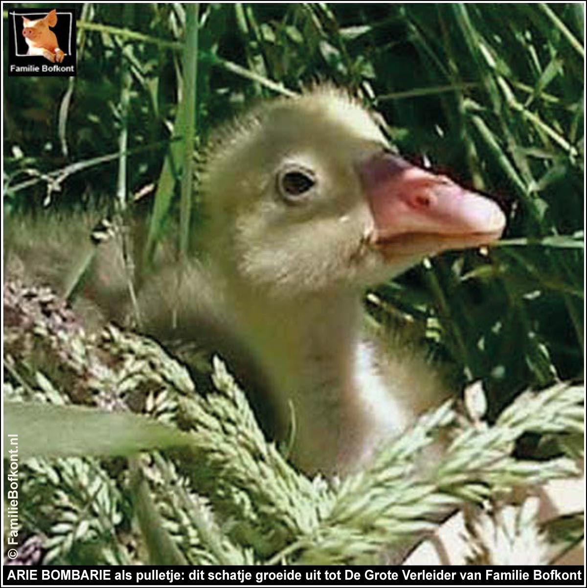 ARIE BOMBARIE als pulletje: dit schatje groeide uit tot De Grote Verleider van Familie Bofkont