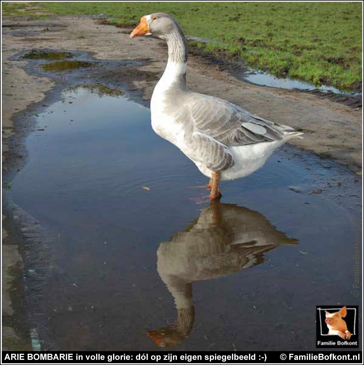 ARIE BOMBARIE in volle glorie: dól op zijn eigen spiegelbeeld :-)