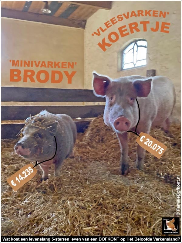 https://bfknt.nl/geredde-varkens-brody-en-koertje.jpg