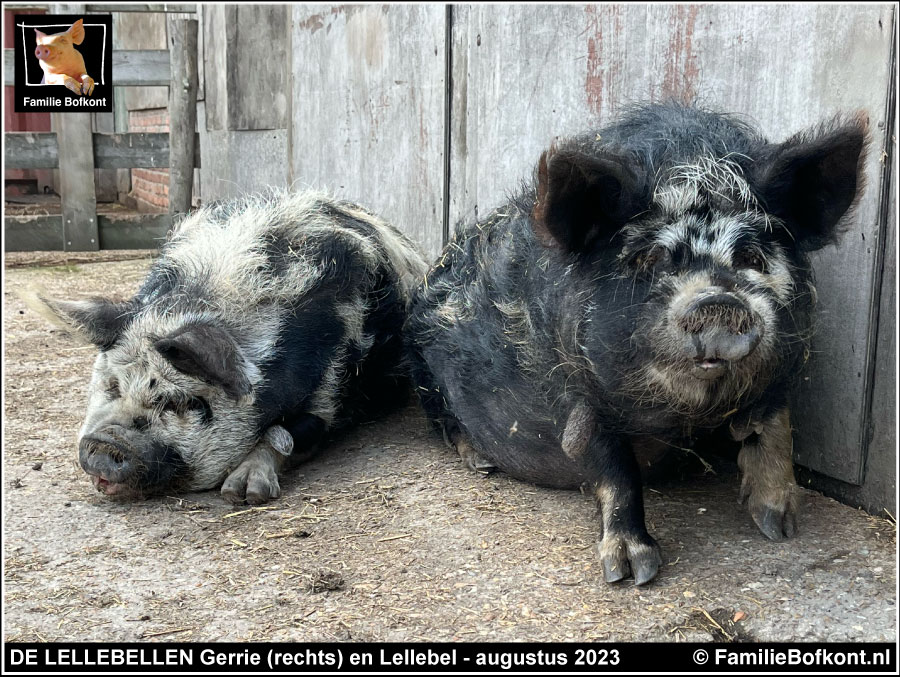 DE LELLEBELLEN Gerrie (rechts) en Lellebel - augustus 2023