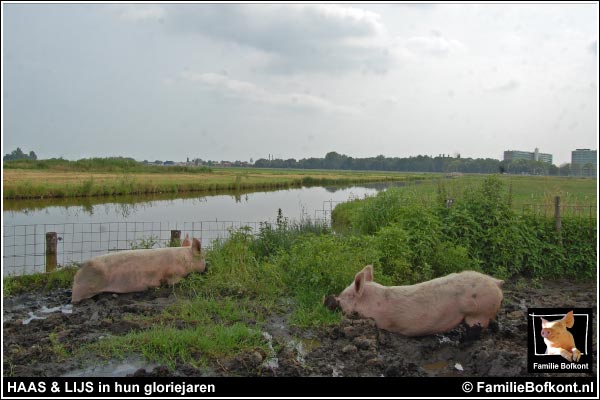 https://bfknt.nl/haas-lijs-meeleven-in-hun-gloriejaren.jpg