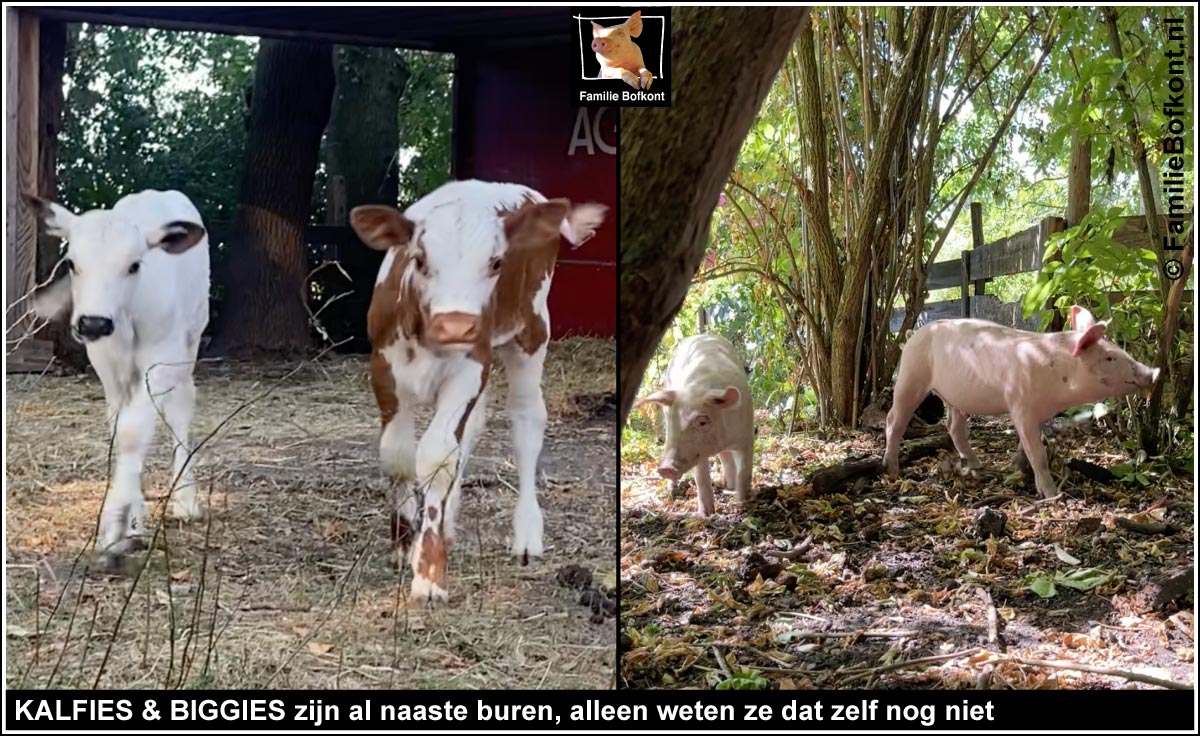 KALFIES & BIGGIES zijn al naaste buren, alleen weten ze dat zelf nog niet