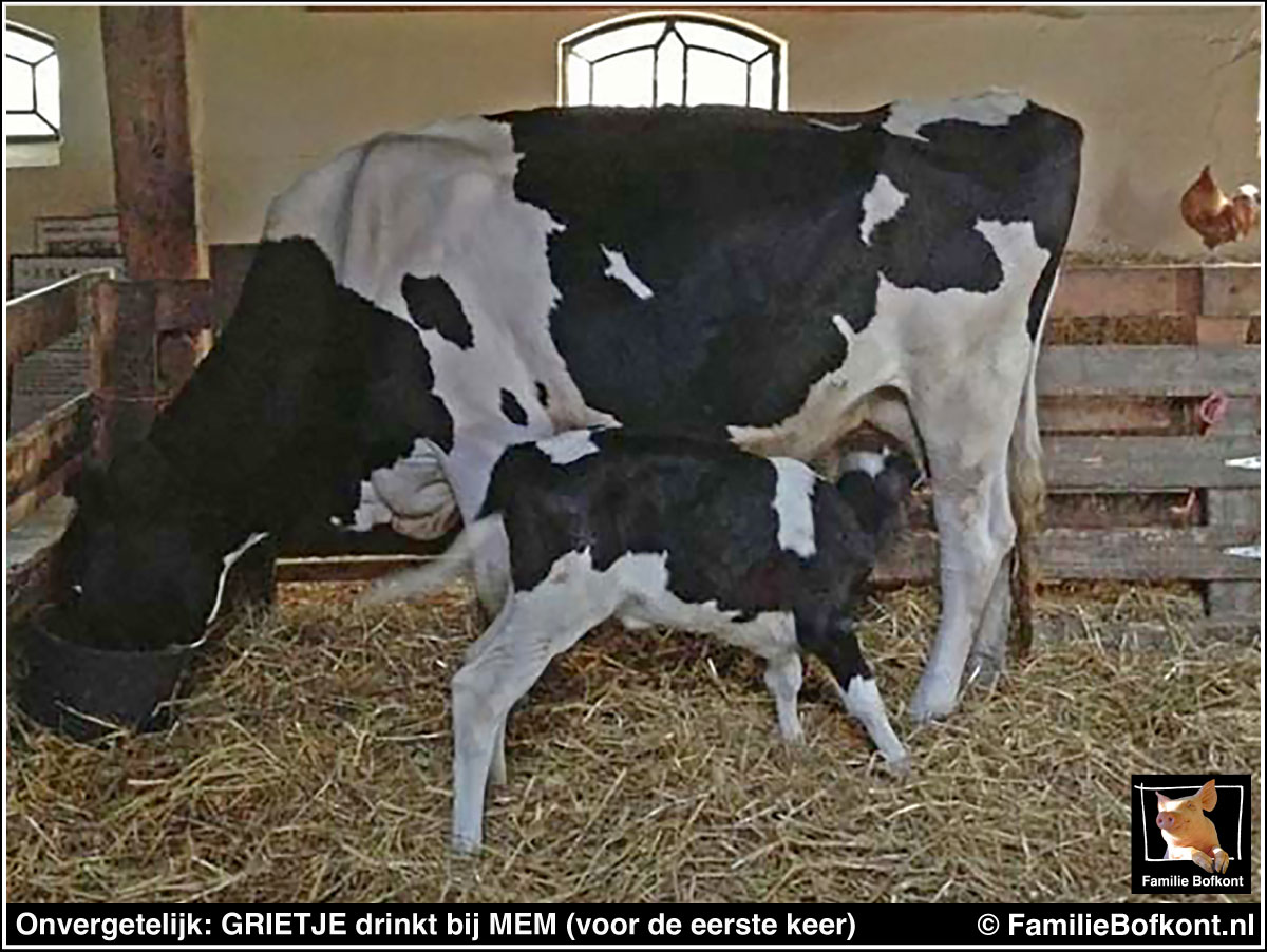 https://bfknt.nl/kalfje-grietje-drinkt-voor-het-eerst-bij-pleegmoeder-mem-familie-bofkont.jpg