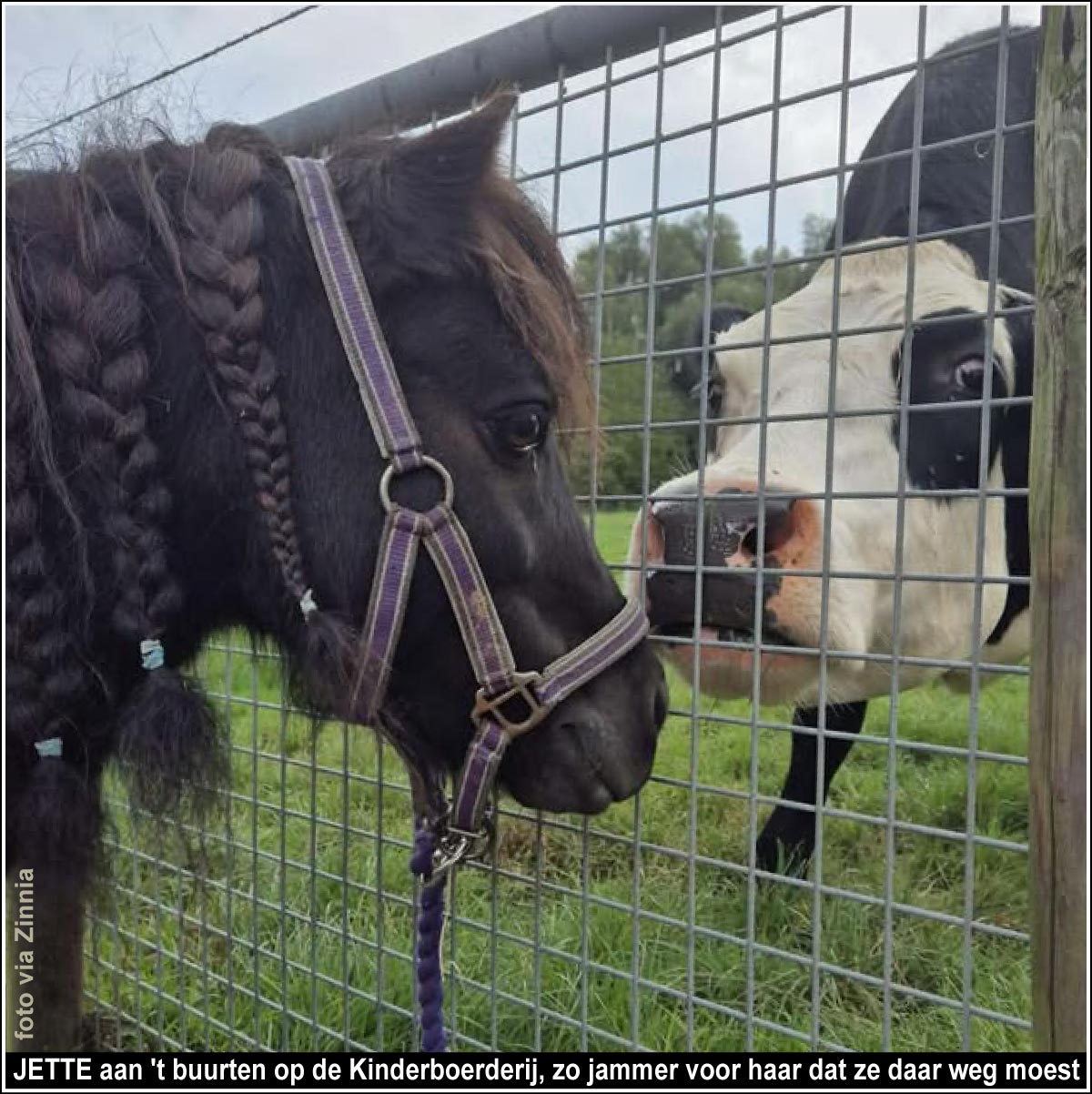 https://bfknt.nl/koe-jette-met-pony-maxi-op-kinderboerderij.jpg