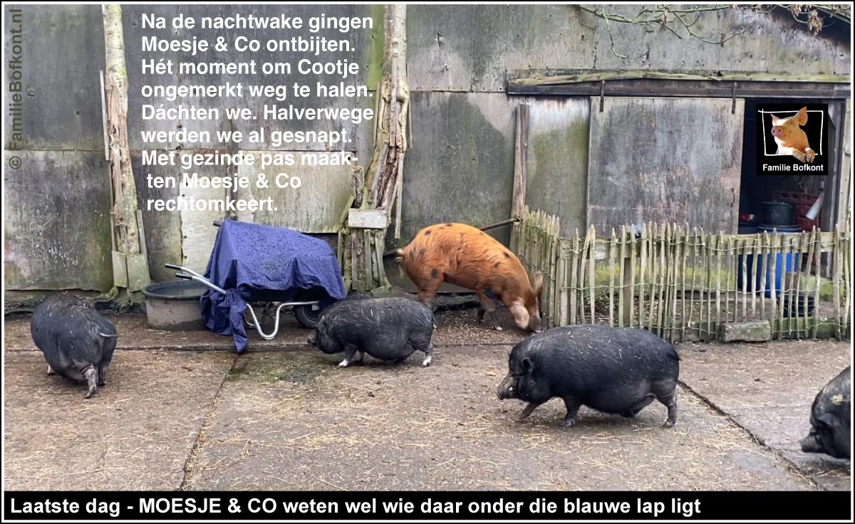 https://bfknt.nl/laatste-dag-moesje-en-co-weten-wel-wie-daar-onder-die-blauwe-lap-ligt.jpg