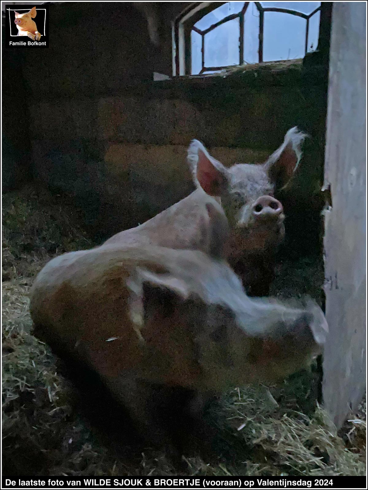 https://bfknt.nl/laatste-foto-varkens-wilde-sjouk-en-broertje-bij-familie-bofkont.jpg