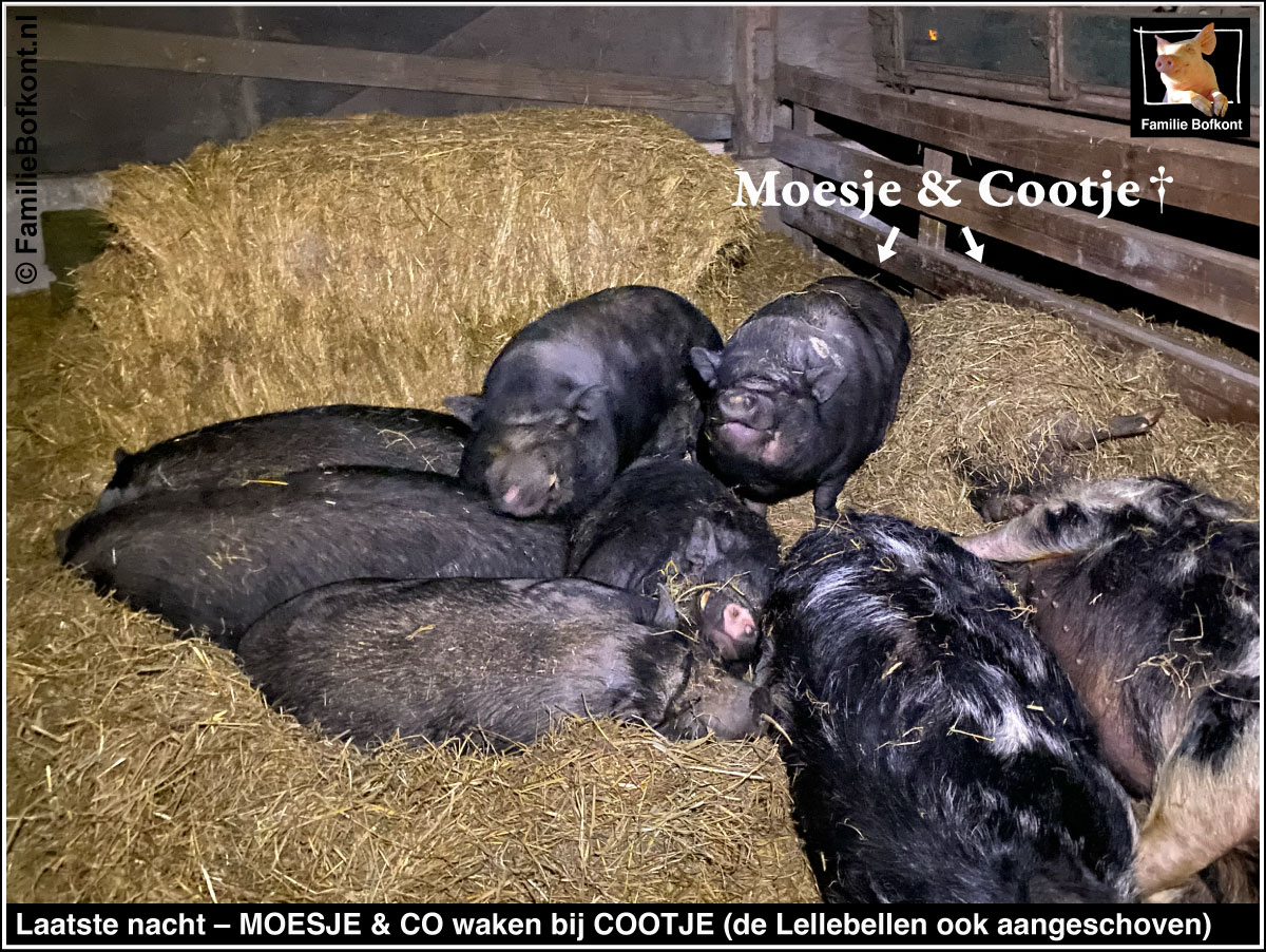 https://bfknt.nl/laatste-nacht-varkentjes-moesje-en-co-waken-bij-cootje-familie-bofkont.jpg