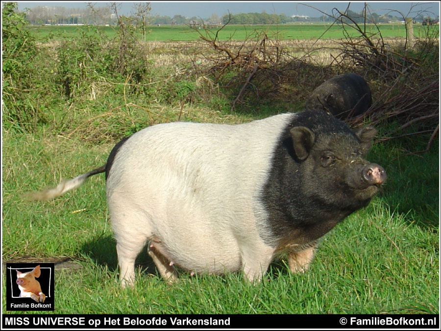 Miss Universe op Hewt Beloofde Varkensland