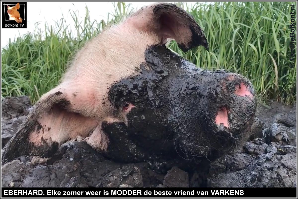 EBERHARD. Elke zomer weer is MODDER de beste vriend van VARKENS
