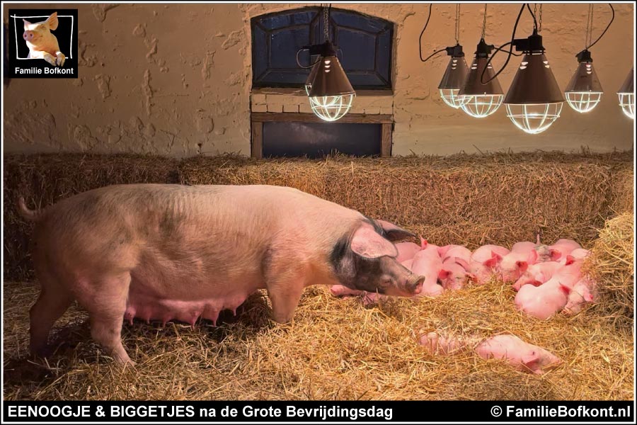 https://bfknt.nl/moedervarken-eenoogje-biggetjes-op-het-beloofde-varkensland.jpg
