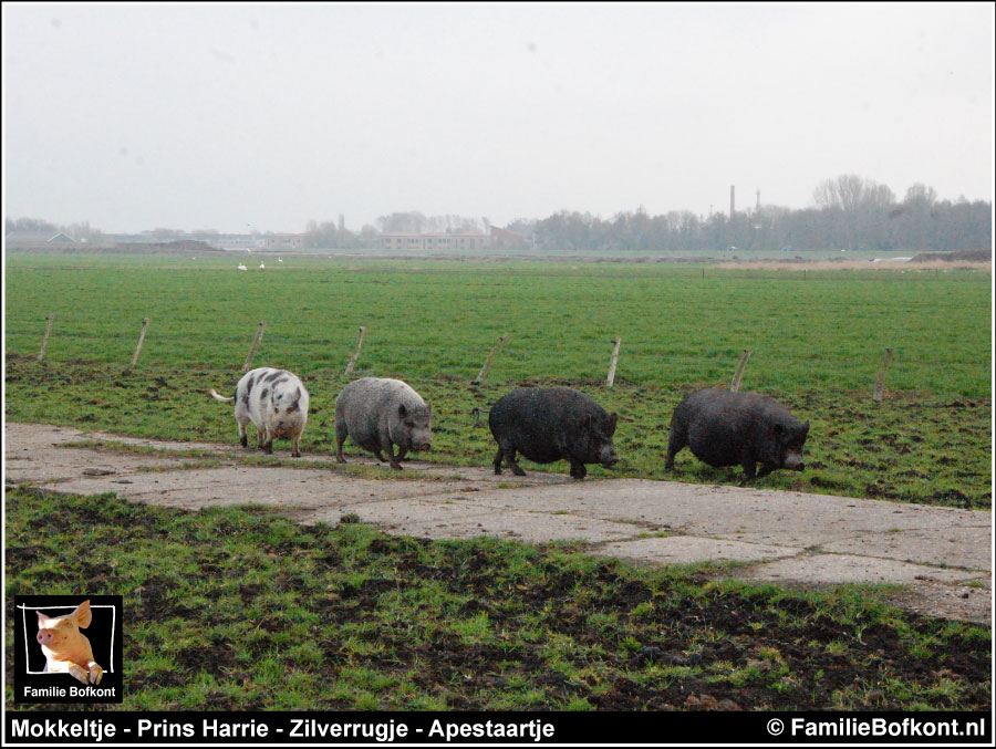 https://bfknt.nl/mokkeltje-prins-harrie-zilverrugje-apestaartje.jpg