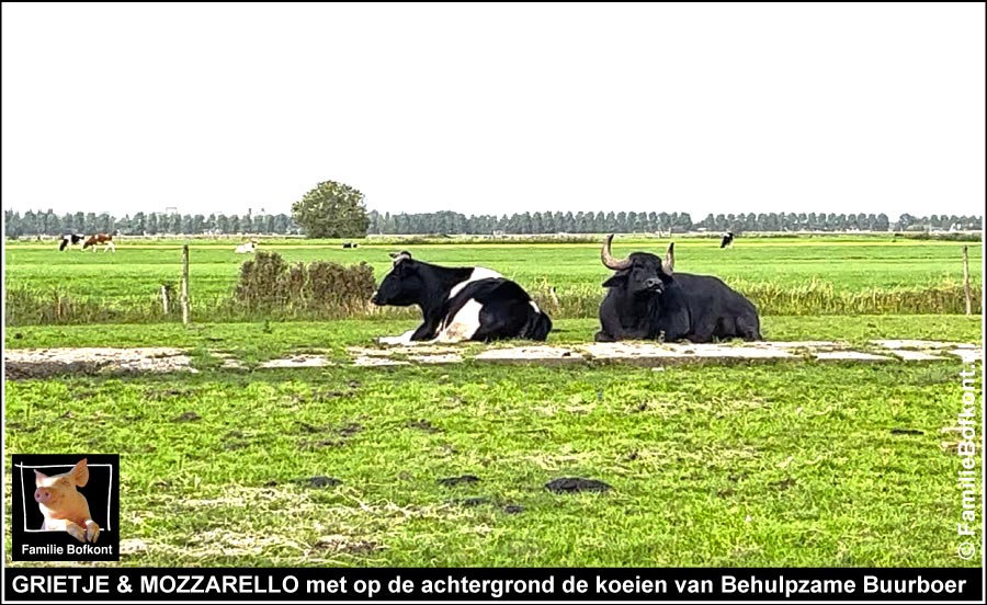 https://bfknt.nl/mozzarello-en-grietje-lijken-de-dans-te-ontspringen.jpg