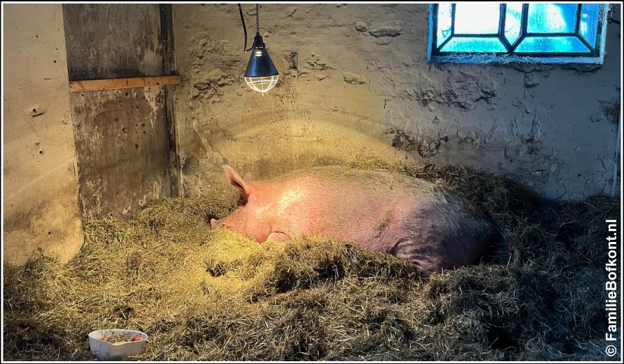  https://bfknt.nl/oom-bert-wil-niet-meer-eten.jpg