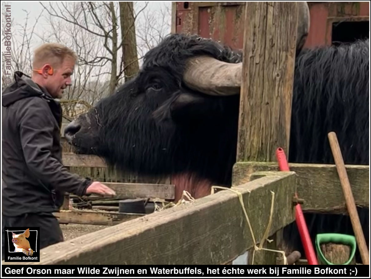 Geef Orson maar wilde zwijnen en waterbuffels, het echte werk bij Familie Bofkont ;-)