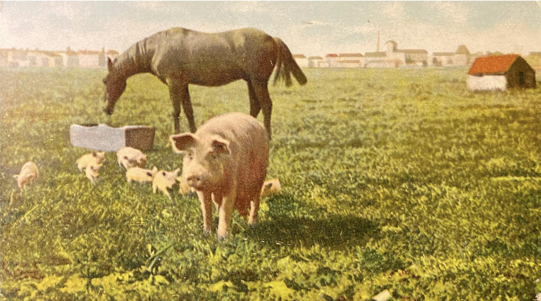 https://bfknt.nl/oude-ansichtkaart-moedervarken-biggetjes-paard-landschap.jpg