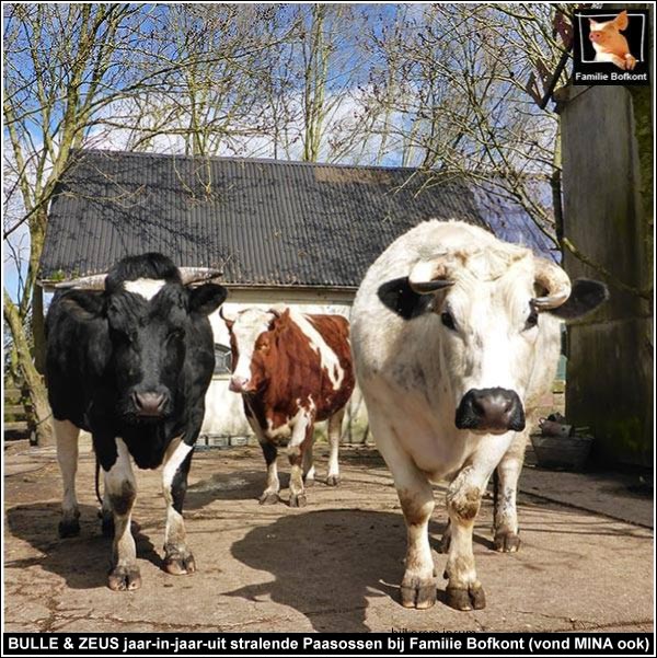 BULLE & ZEUS jaar-in-jaar-uit stralende Paasossen bij Familie Bofkont (vond MINA ook)