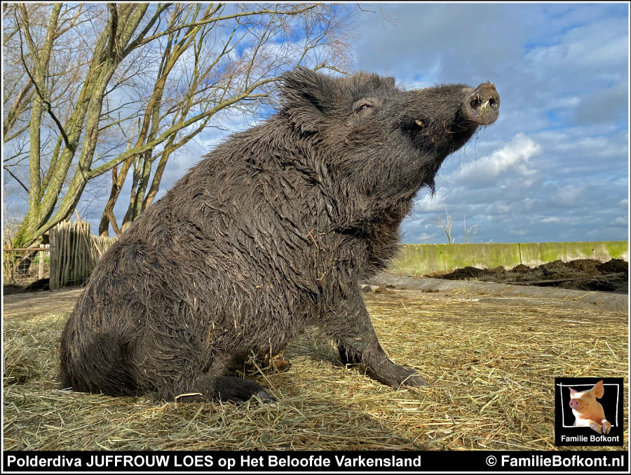 
Polderdiva JUFFROUW LOES op Het Beloofde Varkensland