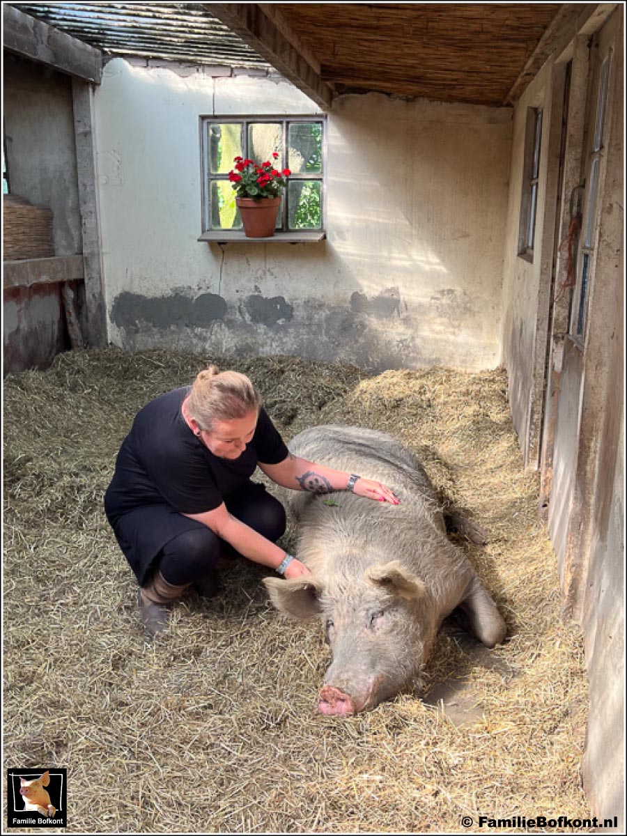 Quote Ik eet nooit meer een varken - Familie Bofkont Workshop