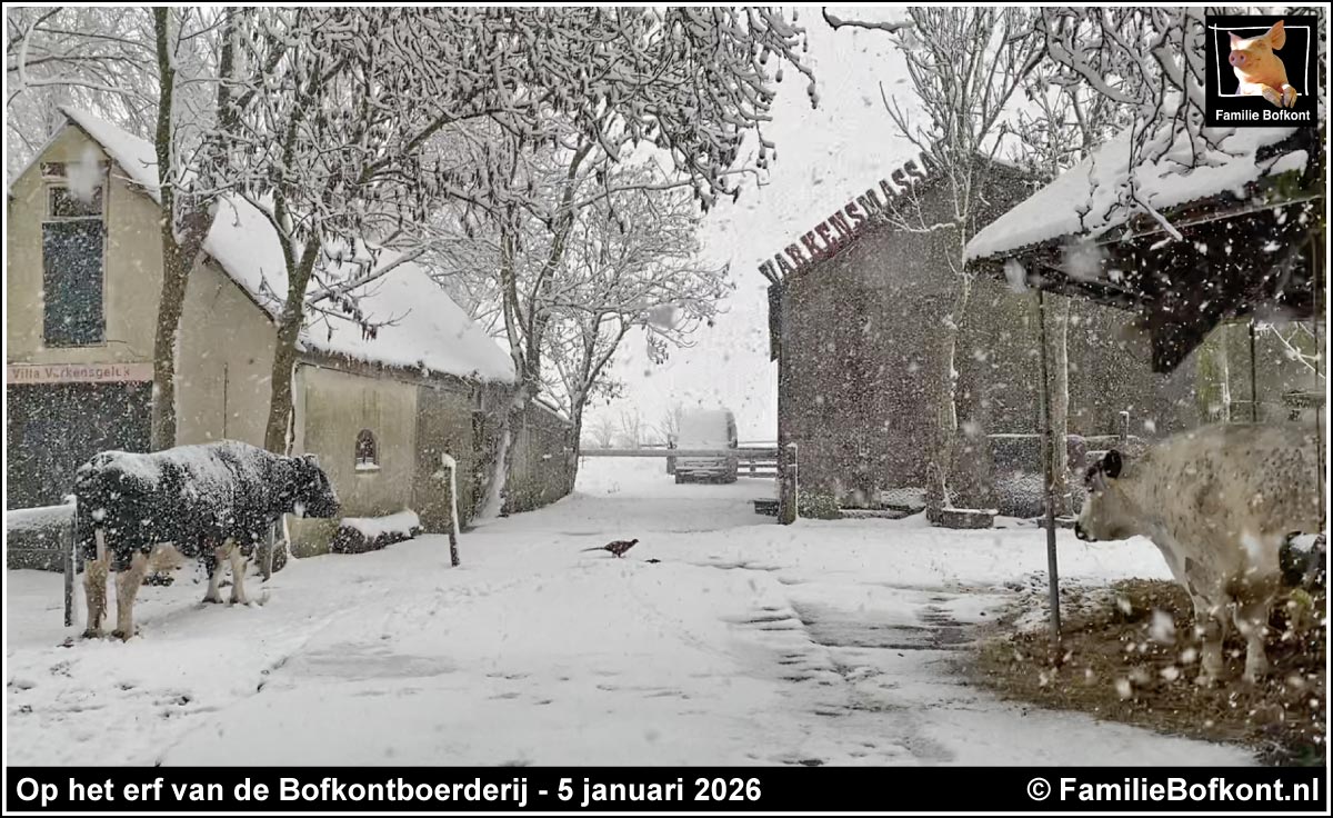 Op het erf van de Bofkontboerderij - 5 januari 2026