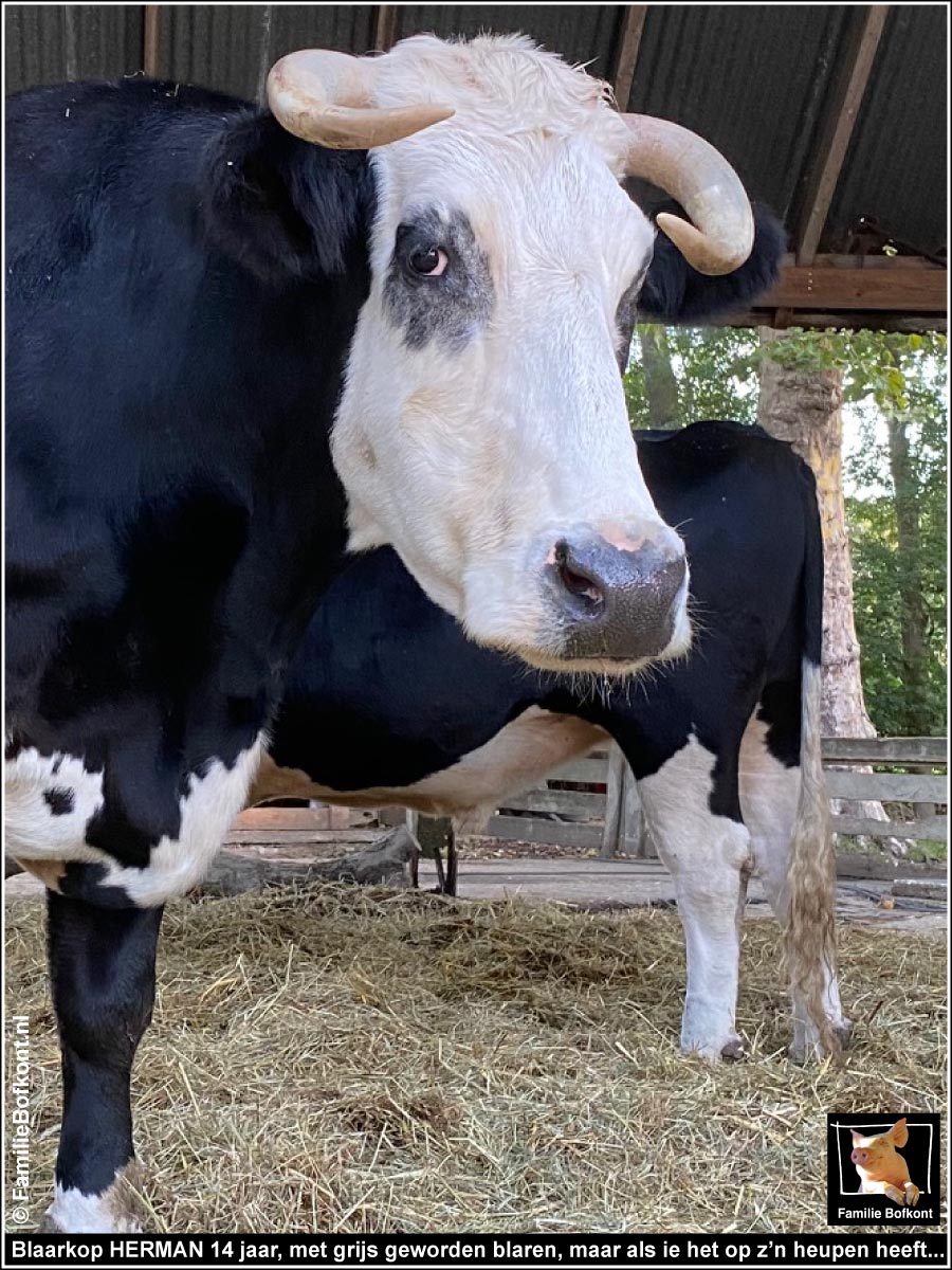 https://bfknt.nl/stier-herman-blaarkop-met-grijze-blaren.jpg