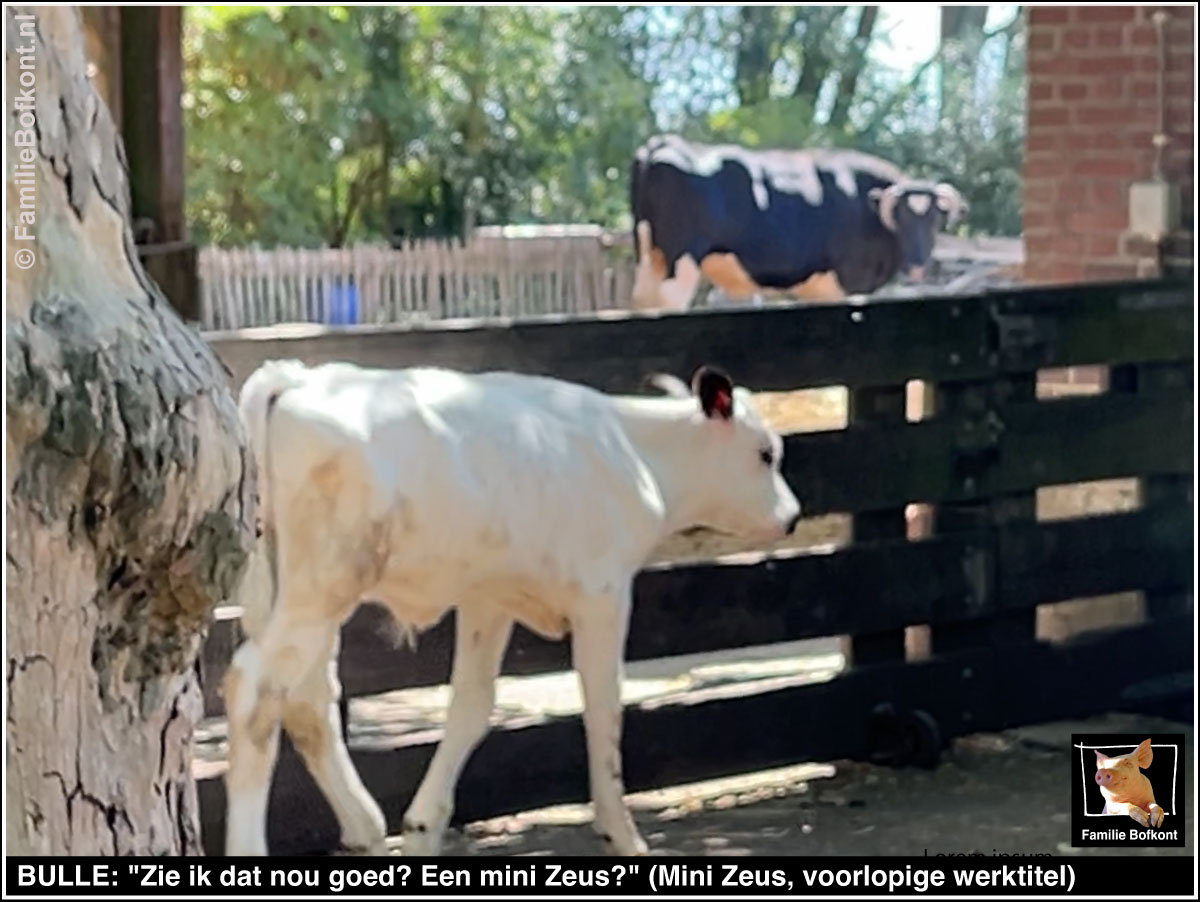 https://bfknt.nl/stier-os-bulle-ziet-mini-zeus-familie-bofkont.jpg