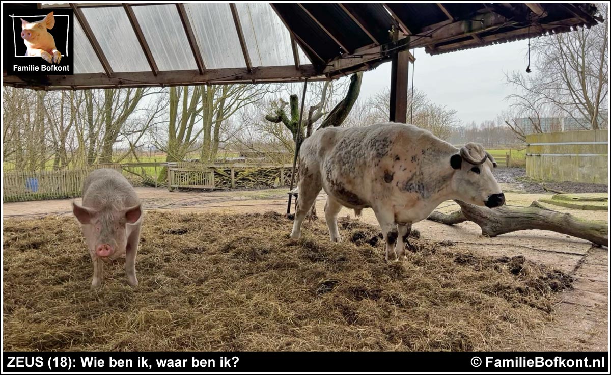 https://bfknt.nl/stier-os-zeus-weet-het-even-niet-meer-hooikap-varken-leukerd-familie-bofkont.jpg