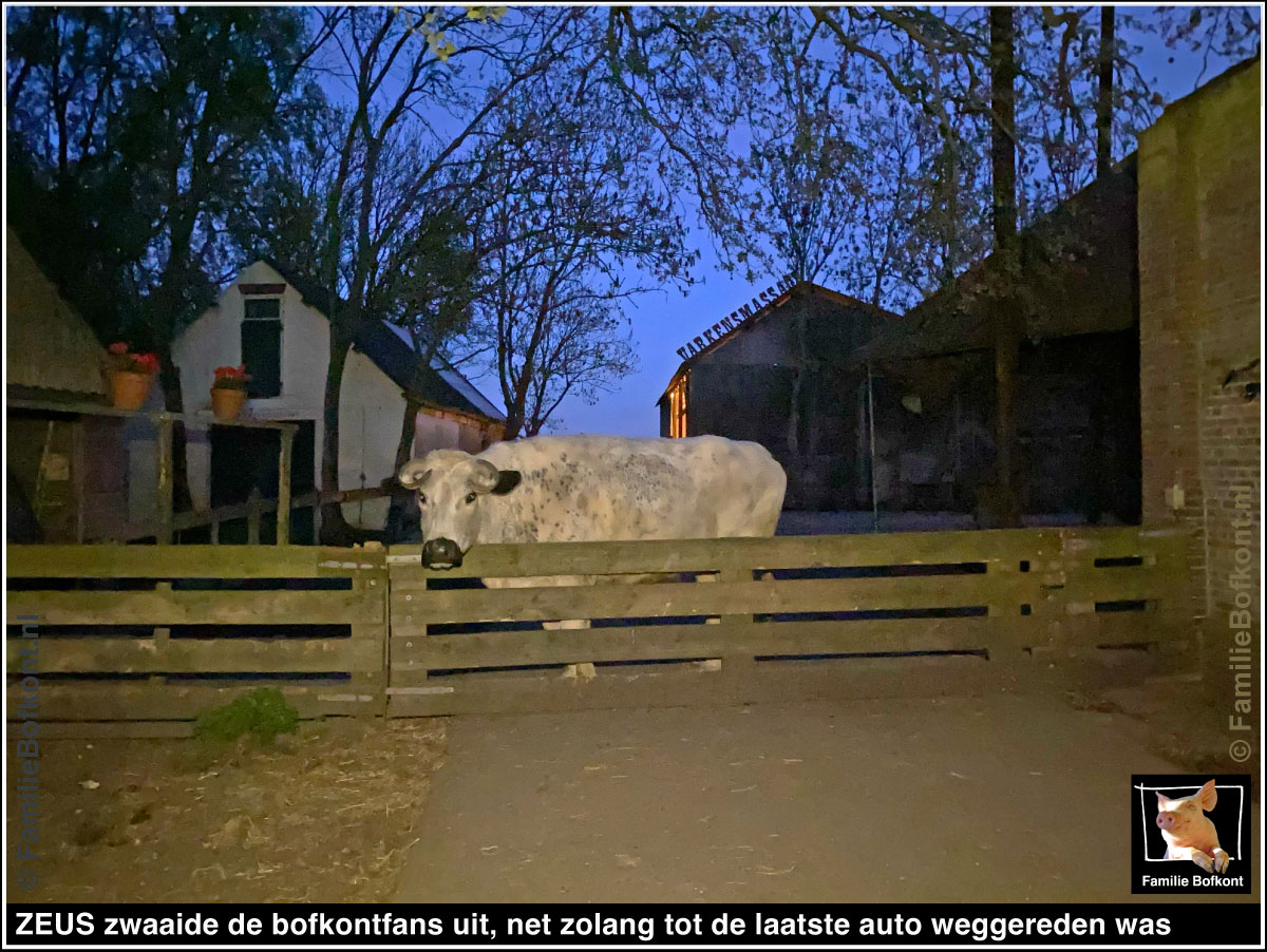 https://bfknt.nl/stier-os-zeus-zwaait-de-laatste-vrienden-van-familie-bofkont-uit.jpg